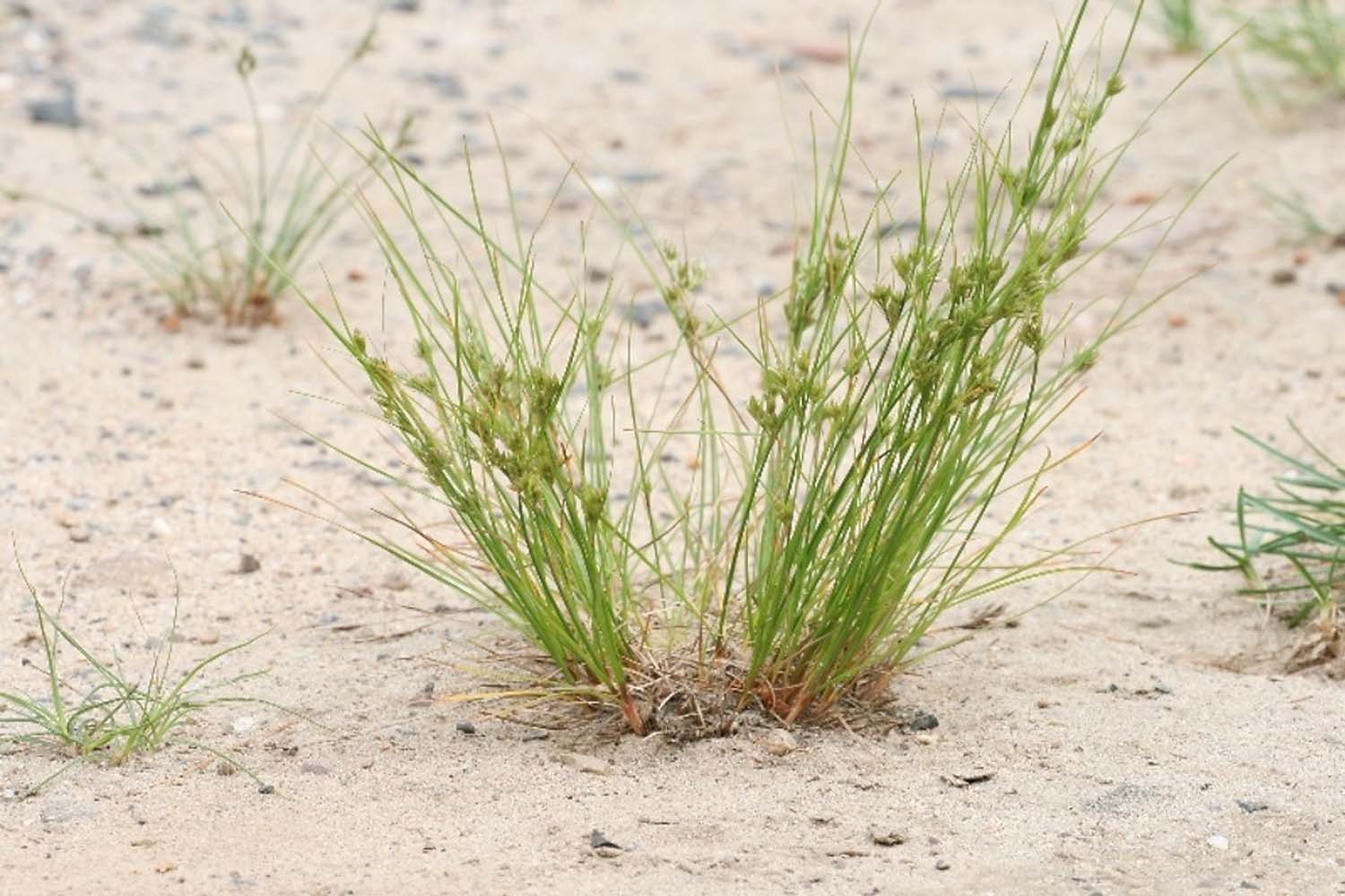 Juncus tenuis – Path Rush Native Long Island Grasses Suffolk Hydroseeding.com